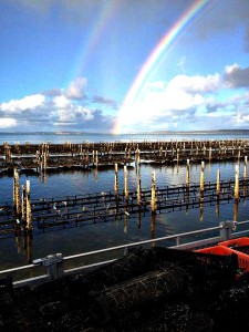 Rainbow over oysters- changed